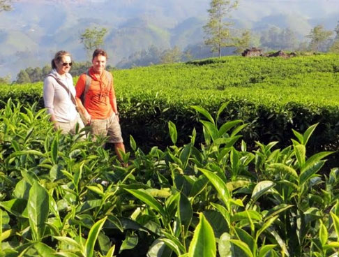 Take a Spice Plantation Tour to Thekkady