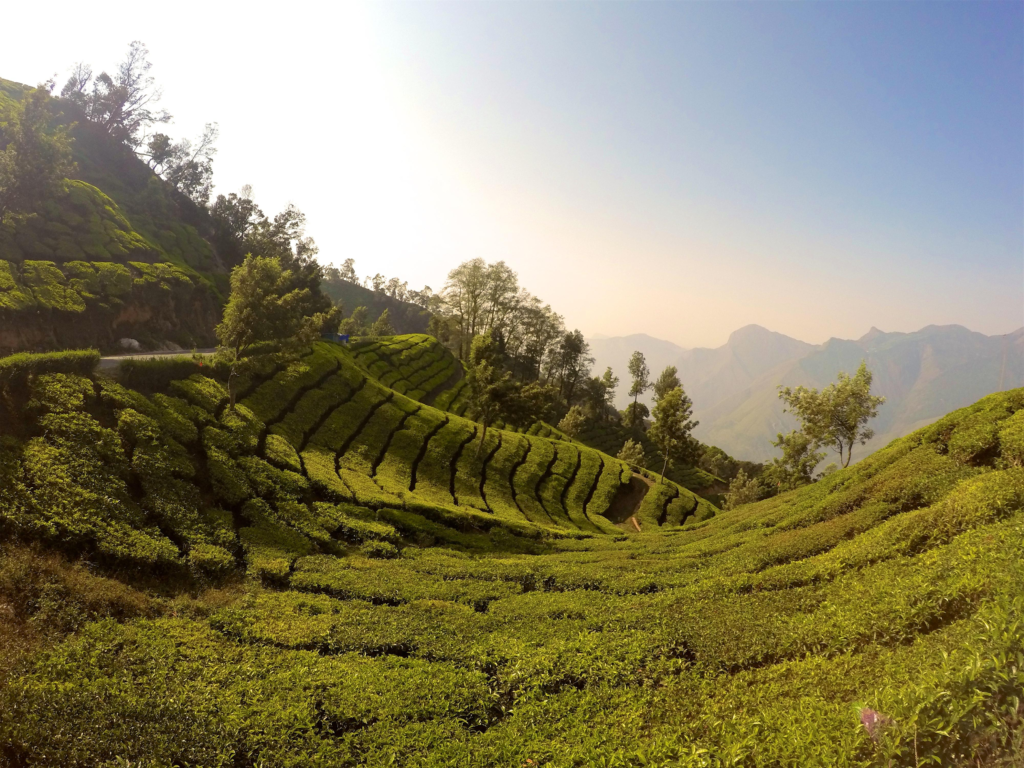 Visit Munnar’s Tea Plantation 