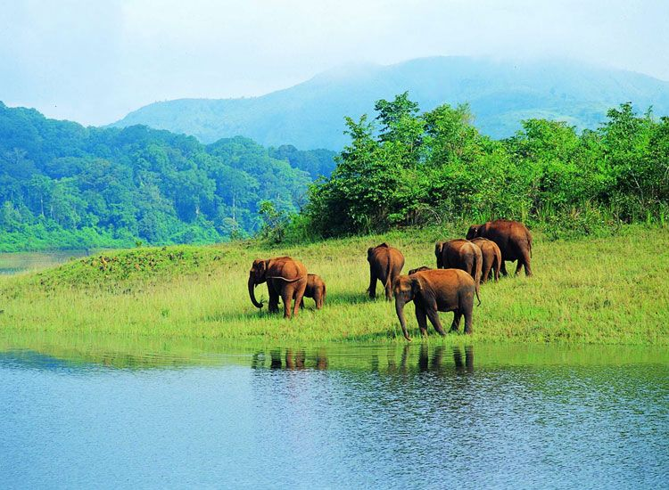 Spot Wildlife at Periyar National Park