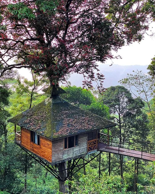 Stay in a Treehouse in Wayanad